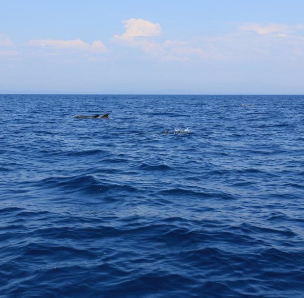 DolphinsnearMaslinica-islandsolta