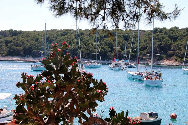 Look at Palmižana bay