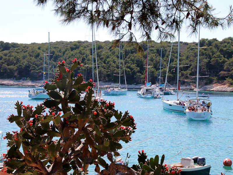 Look at Palmižana bay