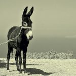 Donkey – traditional Dalmatia