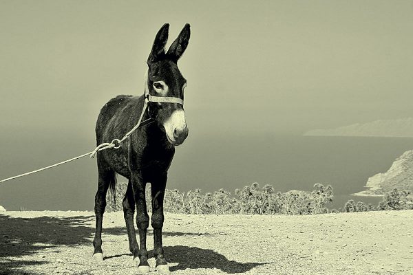 Donkey – traditional Dalmatia