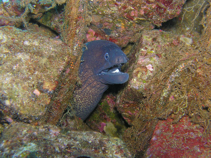 Moray