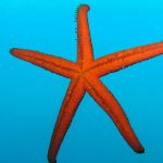 Starfish