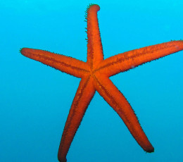 Starfish