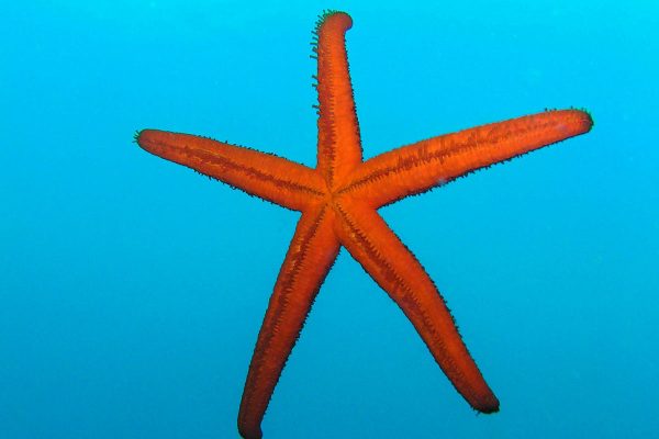 Starfish