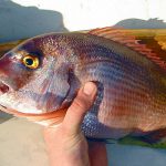 Sea Bream