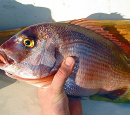 Sea Bream