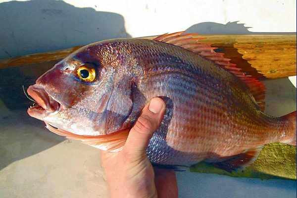 Sea Bream