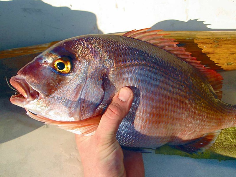 Sea Bream