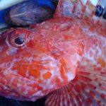 Red scorpion fish