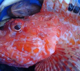 Red scorpion fish