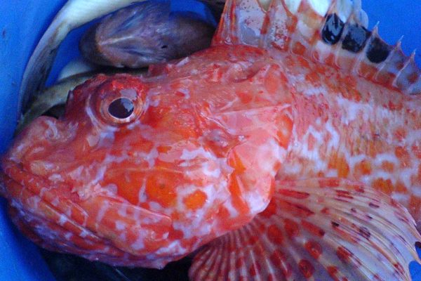 Red scorpion fish