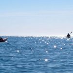 Kayaking tour from Split to Ciovo