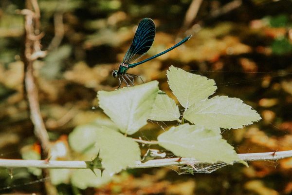 Krka wildlife