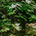 duck hidden by the branches