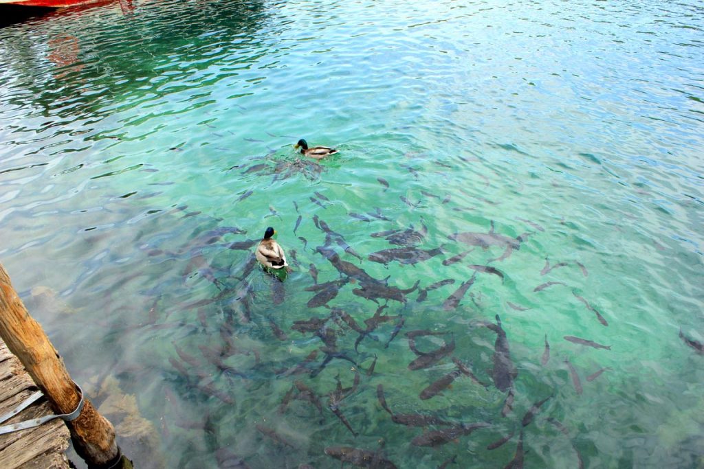 Ducks and fishes in Plitvice lakes
