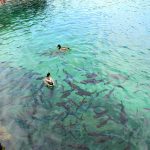 Ducks and fishes in Plitvice lakes