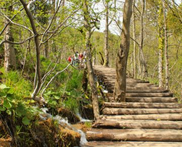 wooden trail through park