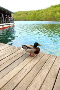 duck on the pier at Plitvice lakes