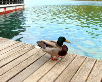 duck on the pier at Plitvice lakes
