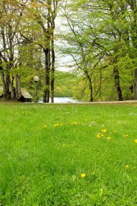 green meadow