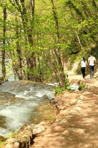 trail through forrest