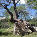 BiblicalGarden-TreeSupportedbyStoneWall-WineTastingTour-toursfromsplit