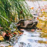 duckinthelake-plitvice