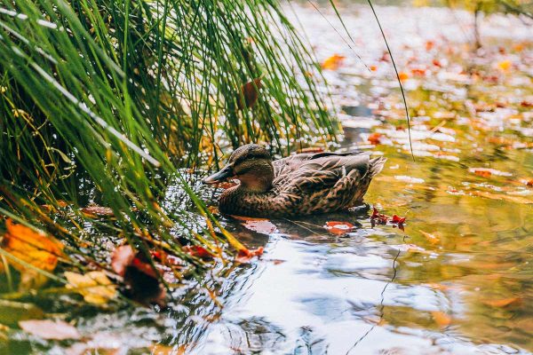 duckinthelake-plitvice