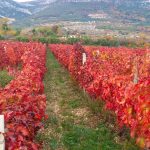wineyard-Kastela-winetoursplit