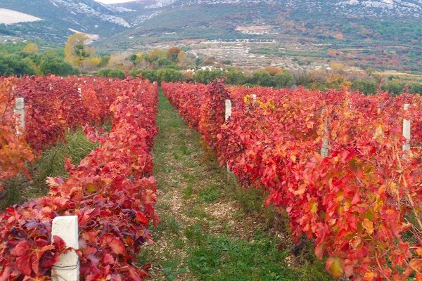 wineyard-Kozjakslopes-winetoursplit