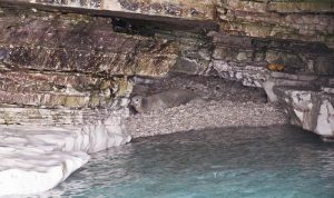 Mediterranean monk seal resting on a beach inside the monk seal cave