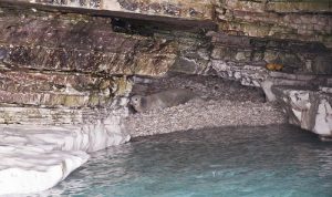 Mediterranean monk seal resting on a beach inside the monk seal cave